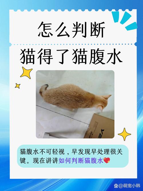 猫一侧肾萎缩一侧肾肿大