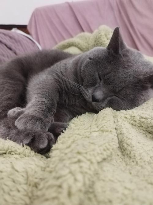 小猫咪打呼噜一般是什么原因?
