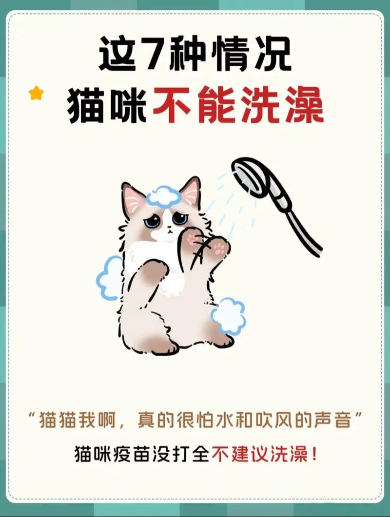 猫咪怀孕期间能不能洗澡?