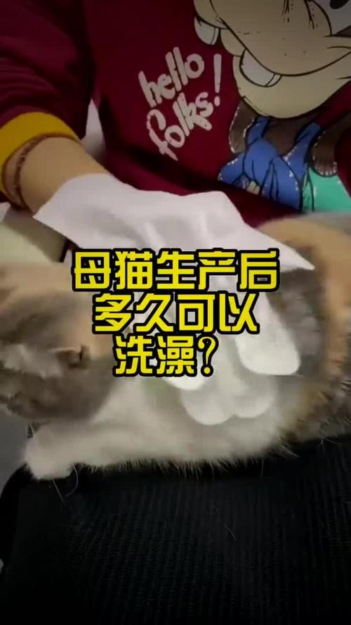 猫怀孕期间可以洗澡吗