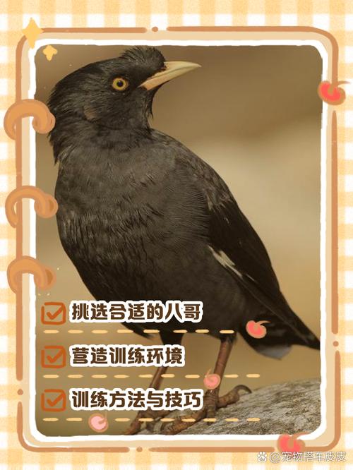 怎样才能教八哥学说话?