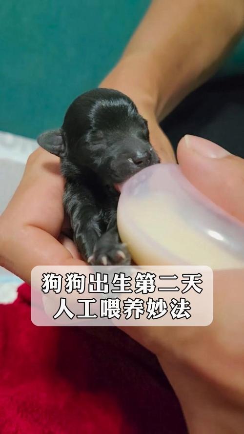 狗狗生第二只间隔多长时间