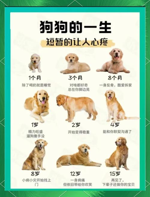 狗狗生了一只后多久才生第二只
