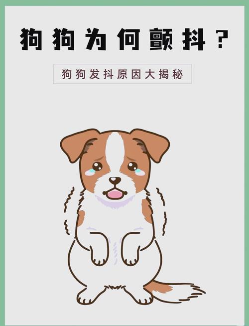 狗狗身体发抖像打冷颤一样该怎么办?