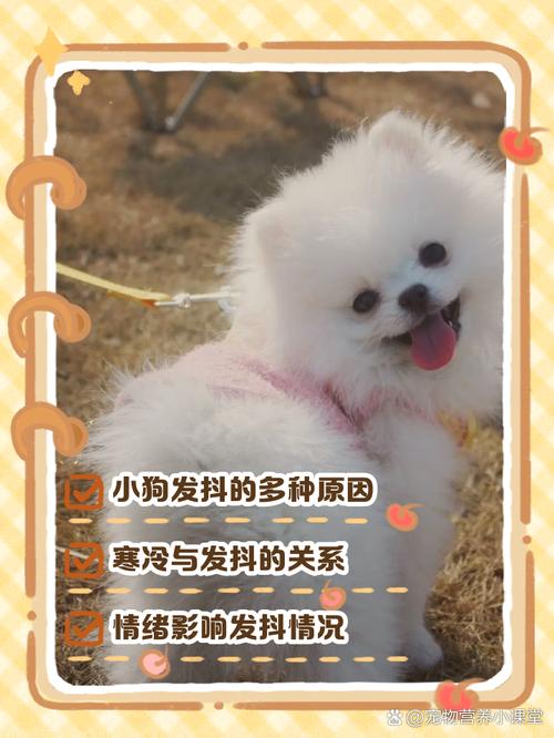 狗狗一直发抖,还吐了,该怎么办