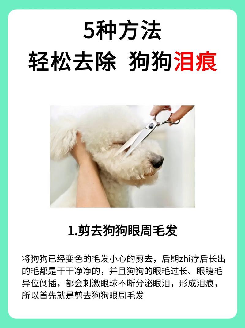 狗狗泪痕怎么消除