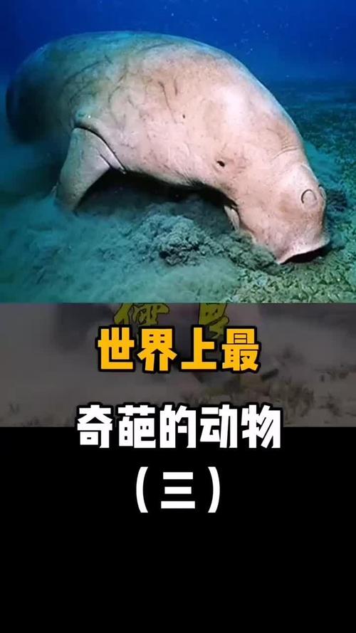 世界上最奇葩的动物