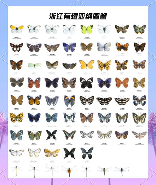 好看的蝴蝶品种