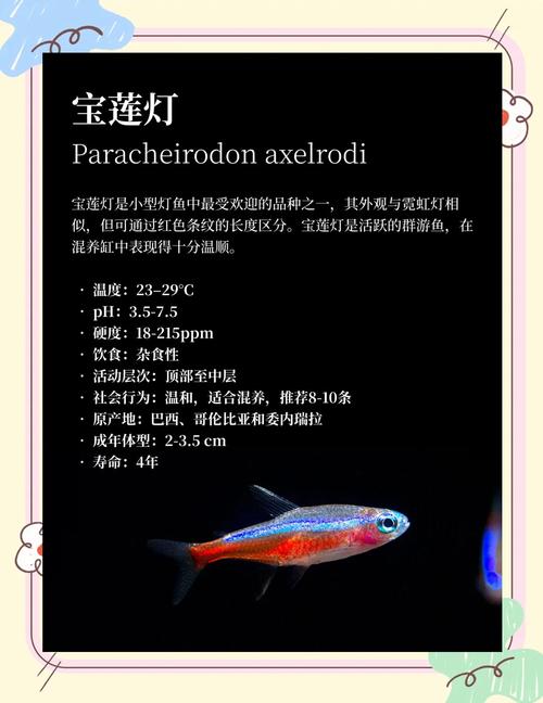 养宝莲灯鱼的条件有哪些呀?