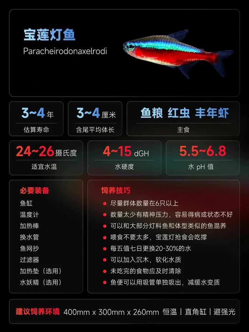 400mm鱼缸养多少宝莲灯