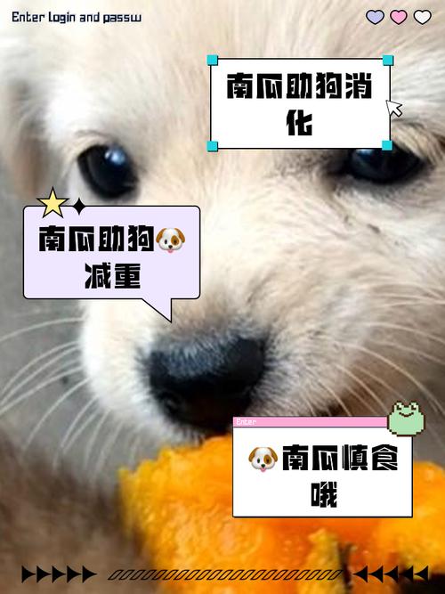 为什么狗狗吃南瓜好呢