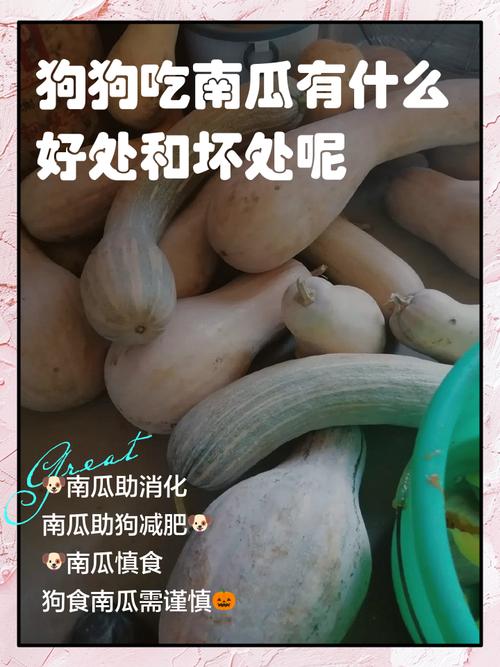 狗吃南瓜好不好