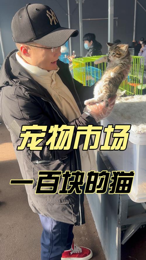 100元以下的猫