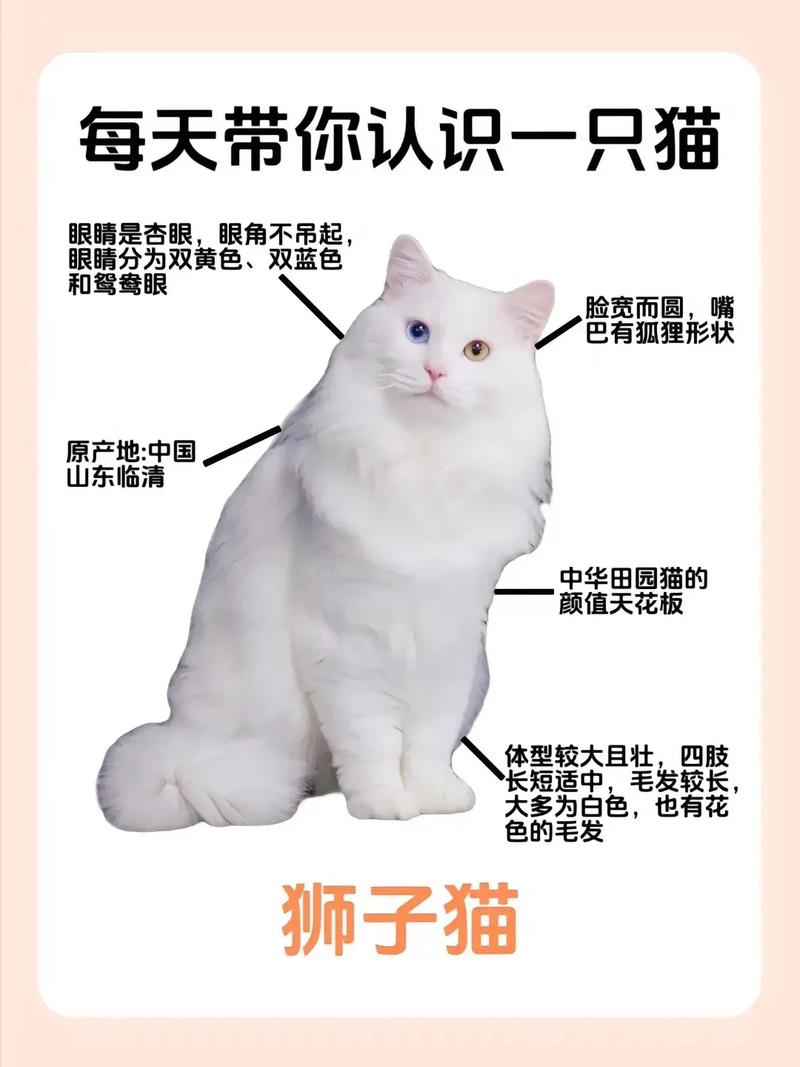山东狮子猫多少钱一只,山东狮子猫费用
