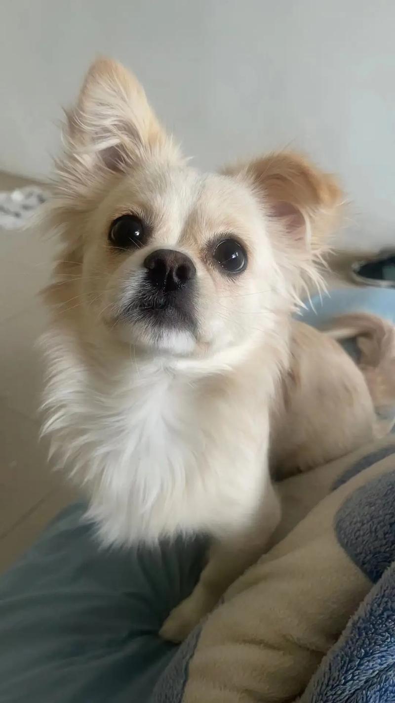 苏格兰印象之爱丁堡忠犬鲍比的故事:一条狗成为人的楷模