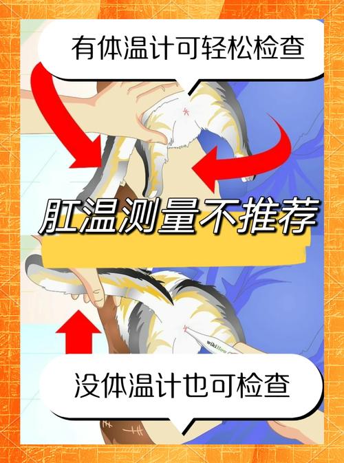 判断猫咪是否发烧的技巧有哪些?