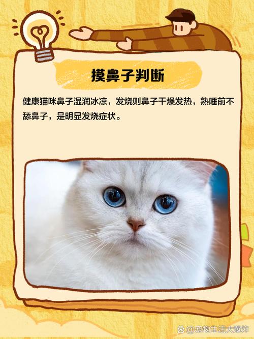 怎么判断猫咪是否发烧