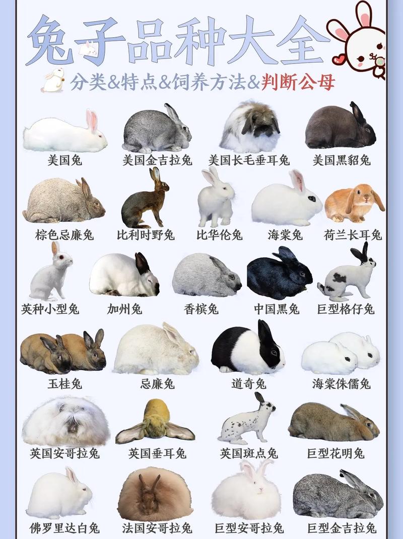 有哪几种兔子?