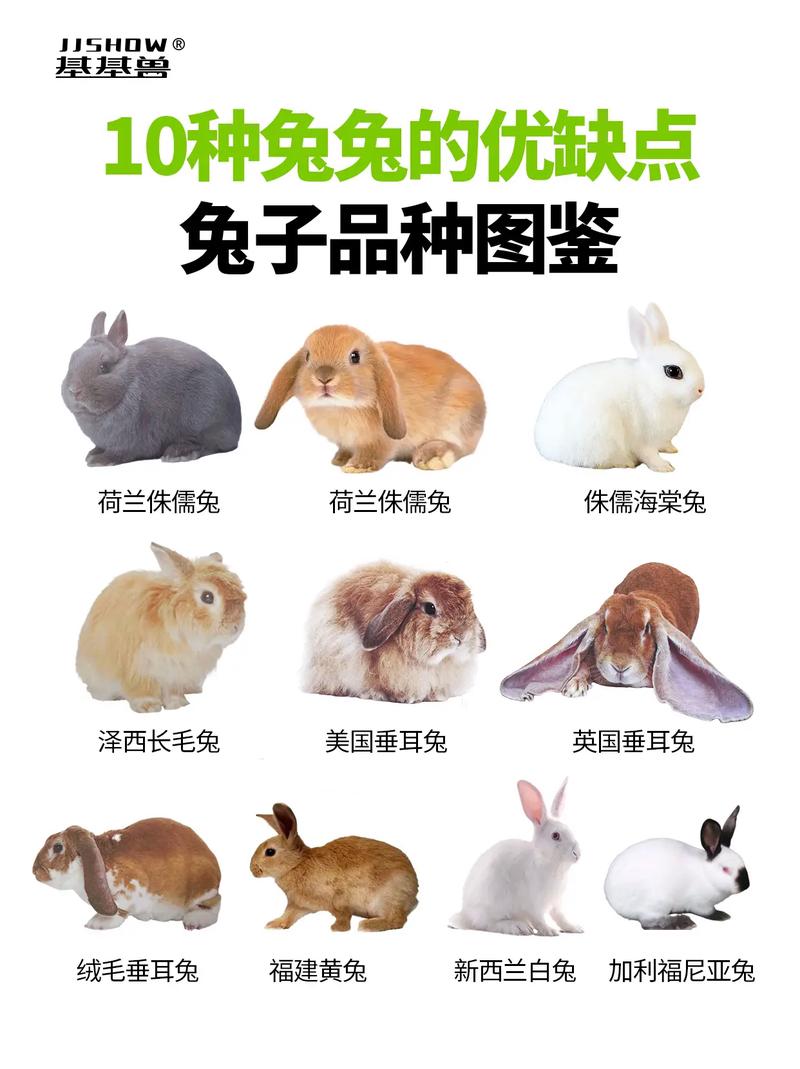 白兔子是什么品种?