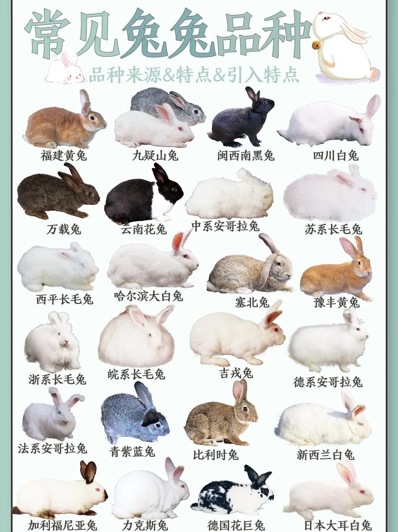 大型宠物兔都有什么品种