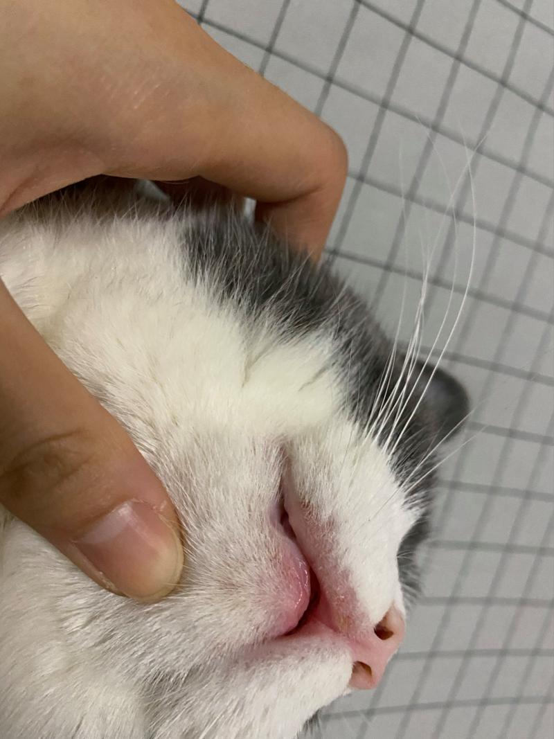 猫咪上火了什么症状