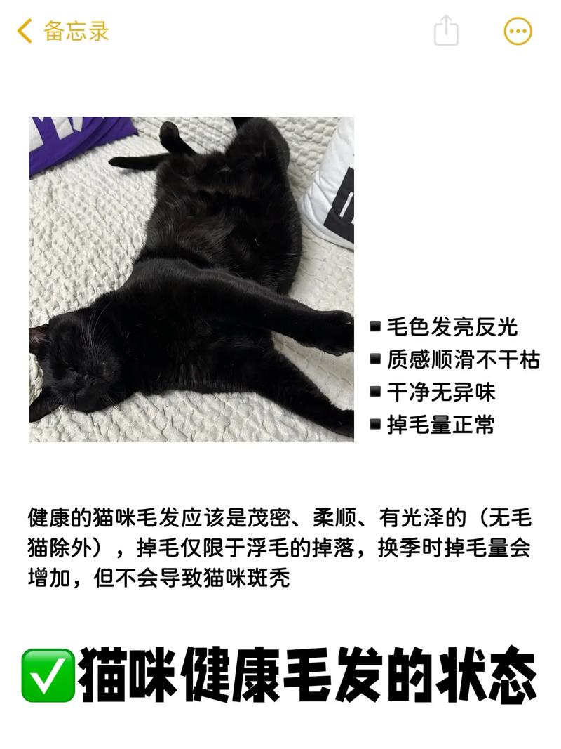 猫咪几个月换毛，小猫几个月开始变好看？