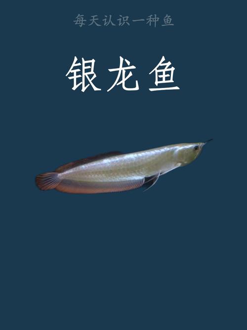 银龙鱼通常吃什么食物?如何饲养?