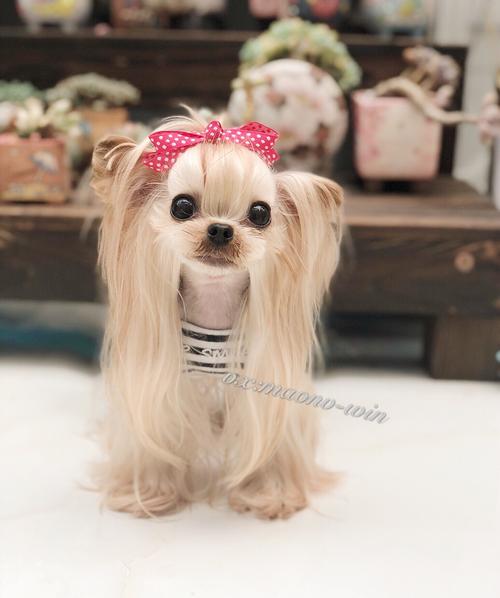 约克夏犬什么费用
