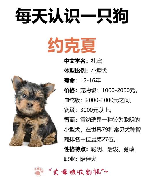 想买约克夏都很贵,也有卖1000的,但是纯的吗?