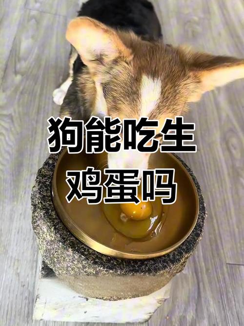 狗狗能吃鸡蛋吗煮熟的鸡蛋