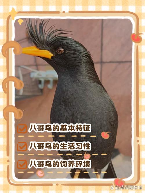 八哥养雄性好还是雌性的好?请说说它的优点和缺点。
