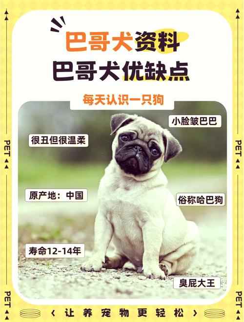 八哥犬有什么优缺点