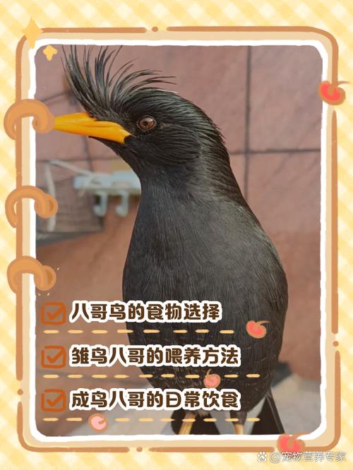 八哥吃什么食物比较好