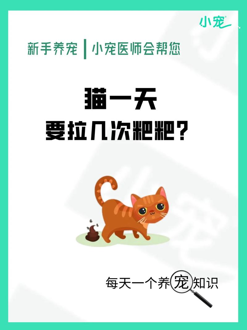 猫咪多久上一次厕所，猫咪多久上一次小便？