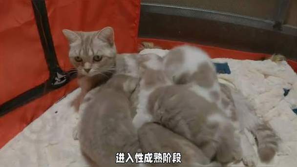 猫多大开始发情?几次?