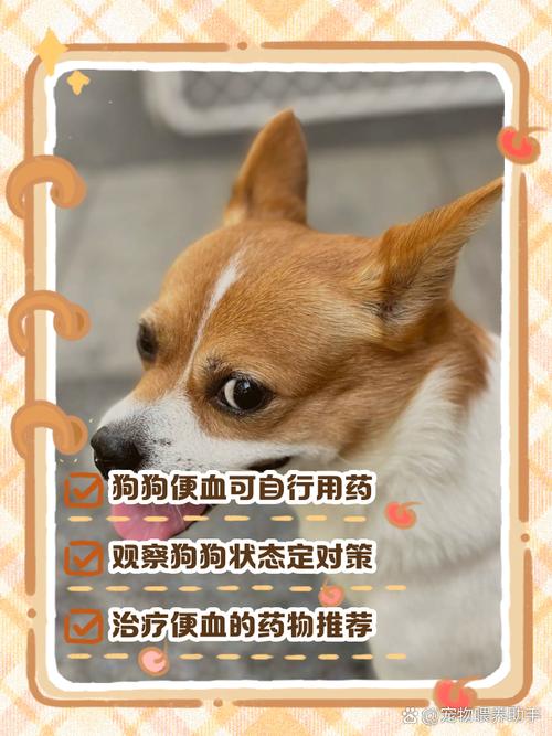 狗狗拉肚子带血吃什么药，狗狗拉肚子带血吃什么药已经驱虫