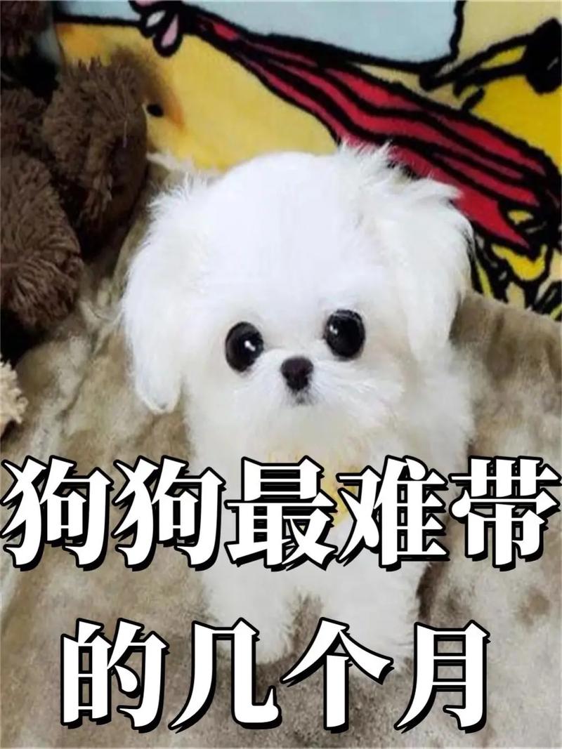 狗狗一般几个月才算是成年了?