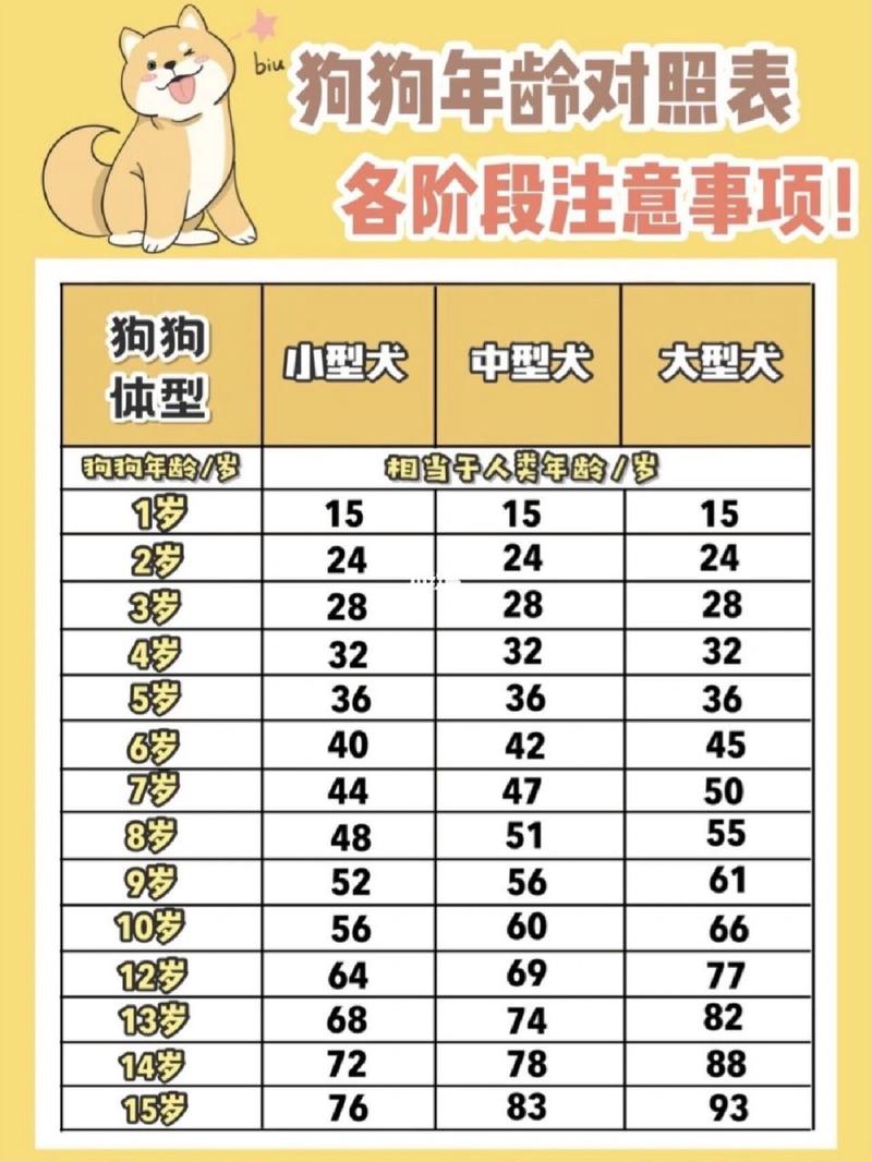狗狗一般几个月才算是成年了