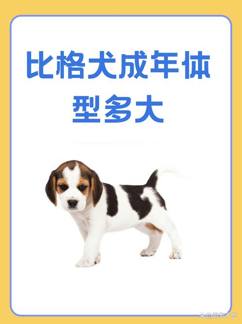 狗狗多大算成年?该怎么喂养?