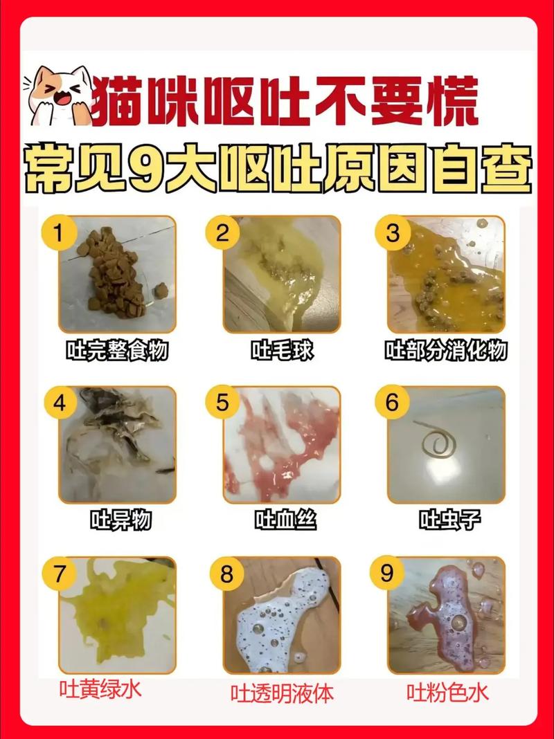 猫咪有拉稀呕吐的症状怎么办