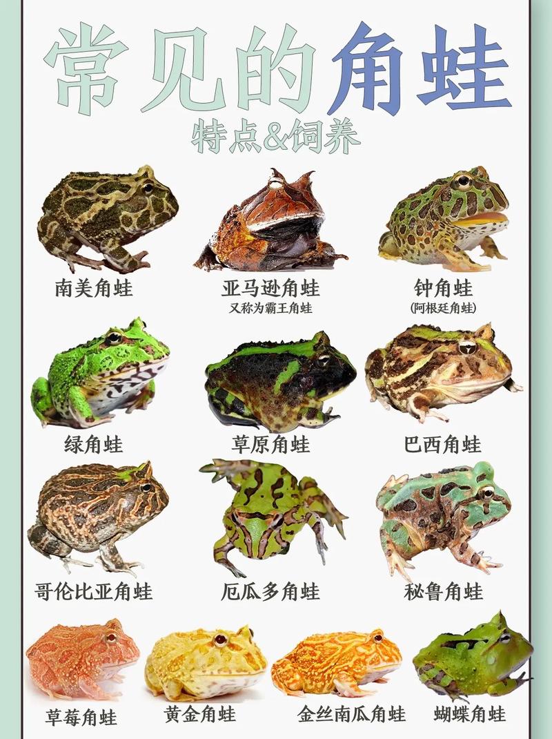 黄金角蛙睡觉