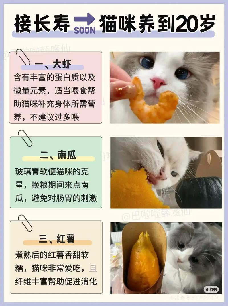猫吃什么食物除了猫粮?