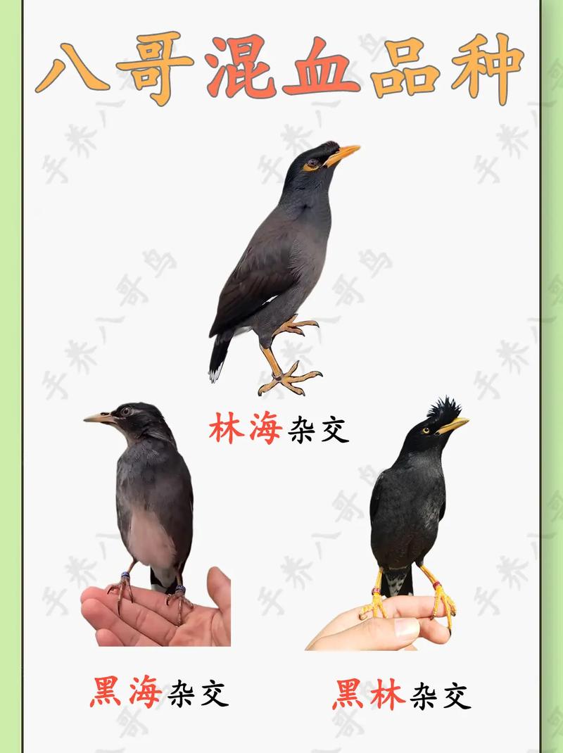 黑八哥和海南八哥有什么区别?