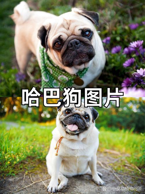 2024年巴哥犬费用
一览表
