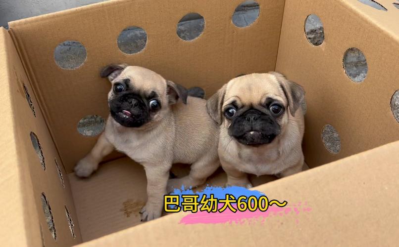 巴哥犬市场价多少钱一只?