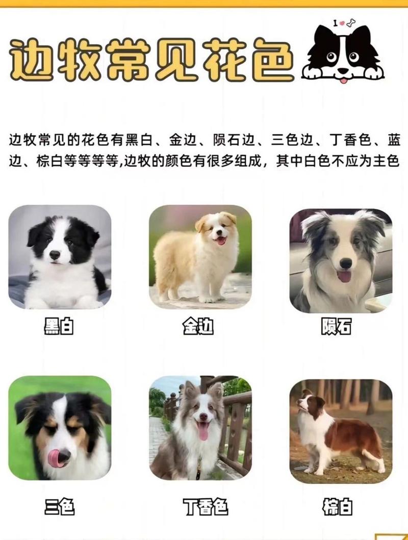 边牧都有什么颜色?