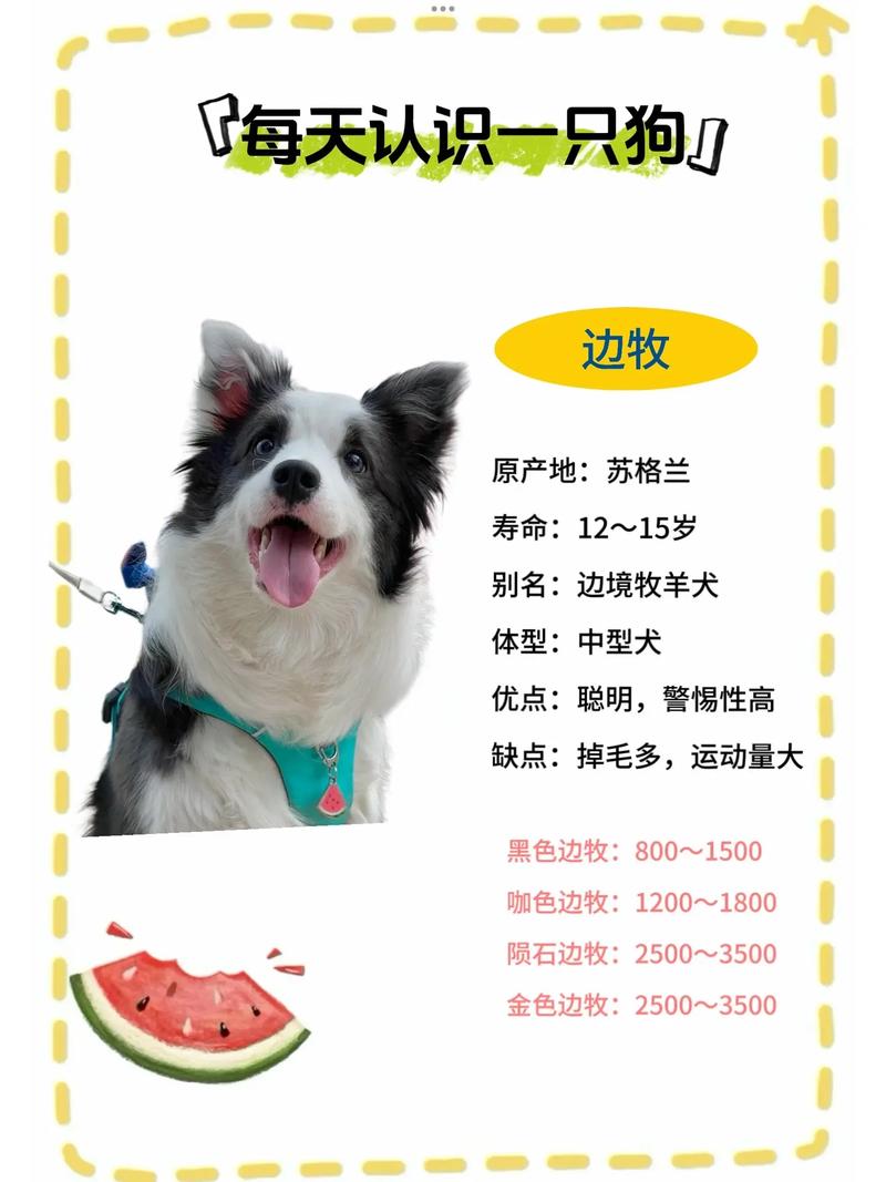 陨石边牧多少钱一只幼犬