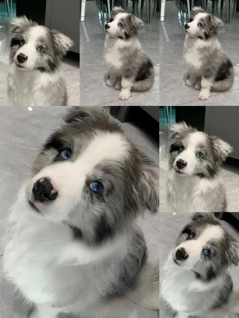 边牧犬什么颜色最贵?
