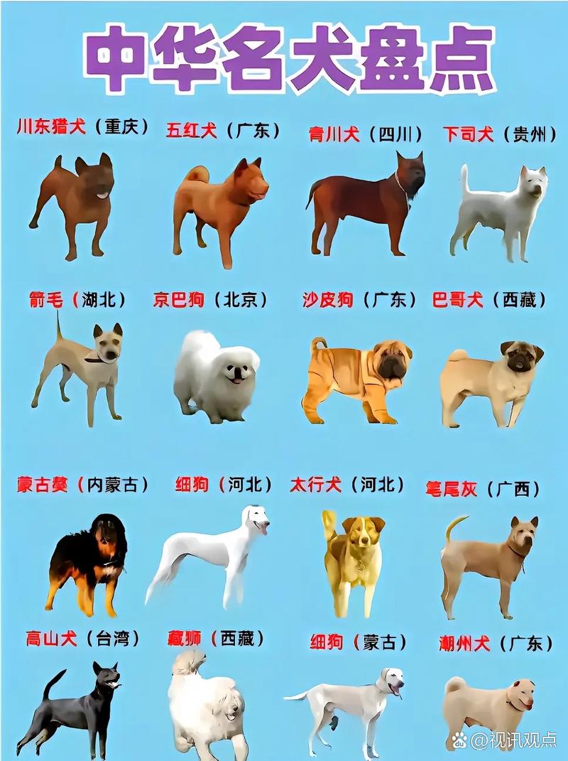 世界名犬排名
