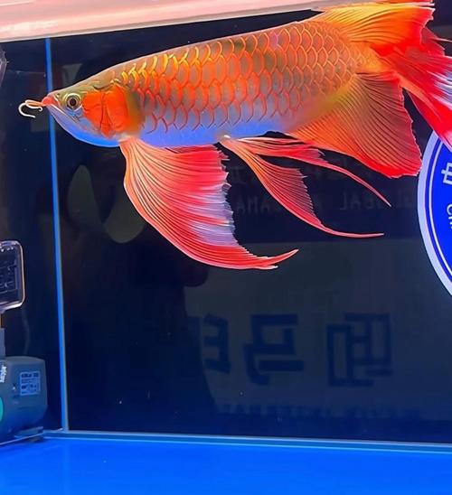 好养的鱼观赏鱼